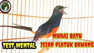 Download lagu murai isian pelatuk bawang @kkmkicau5758 #muraibatugacor #kretekanmurai #muraiemosi#masteranmurai mp3