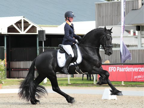 Stal Okkema's Albert - Jasper x Tymon - stallion - 1.65m - competing M2 level at the EK on 09-10-21
