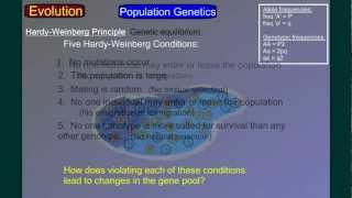 Evolution Part 4B: Population Genetics 2