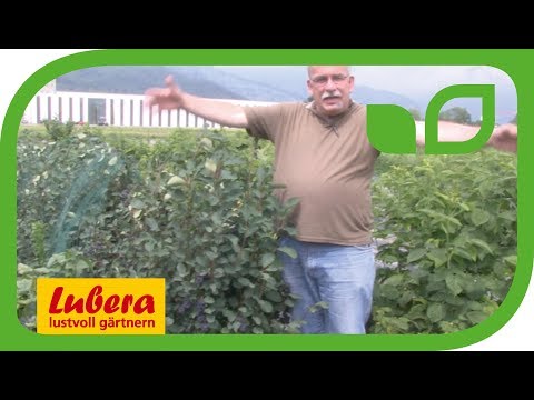 Die Saskatoonbeere 'Saskalate'