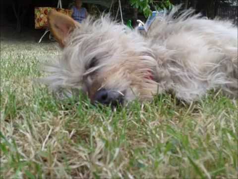 la mia cagnolina violetta