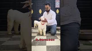 Download lagu 9886382290 No Call ❌ Only whatsapp msg ✅ #vasuramarket #vasuravlogs #vasuravoice  #vasurafarm #ba mp3