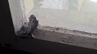 Zvuk lupkanja prekrasnoga leptira u staroj kući--leptir zašao u kuću i nije mogao van-pustio sam ga