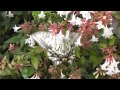 Asian Swallowtail (Papilio xuthus) butterfly 