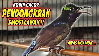 Download lagu PANCINGAN KONIN GACOR FULL ISIAN ROLL TEMBAK !! MASTERAN KOLIBRI NINJA AGAR CEPAT EMOSI mp3