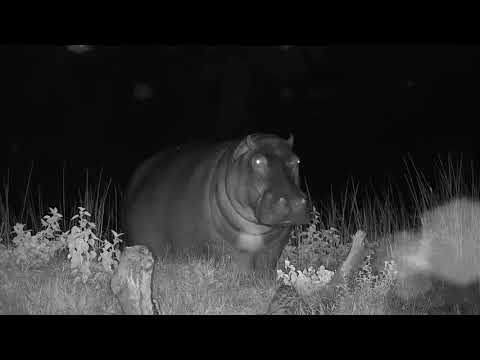 Djuma: Hippo comes out of dam to graze-Genet comes on scene - 02:27 - 01/22/21