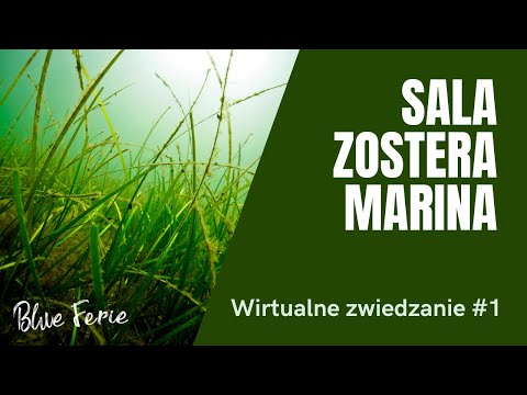 Wirtualne zwiedzanie Akwarium Gdyńskiego. Część 1 - Sala Zostera