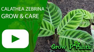 Calathea zebrina - grow & care (Zebra plant)