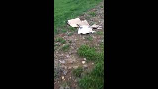 preview picture of video 'Using Newspaper and Cardboard for weed control - a visual comparison'