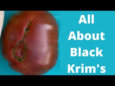 , title : 'All about black krim tomatoes growing/pruning/mulching/harvesting/slicing and reviewing.'