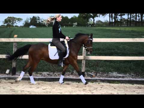 5 jähriger Ponywallach v. Vivaldi-Dressman I