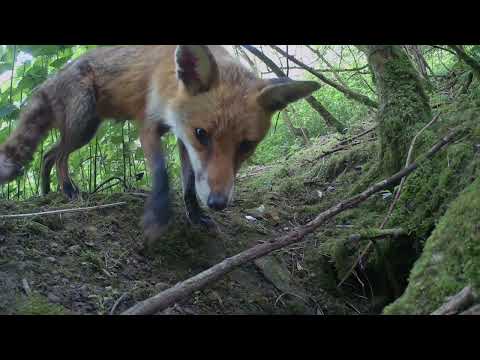 1 Hour of Trail Camera Footage - UK Wildlife