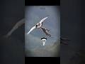 Bald Eagle vs Golden Eagle