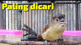 Download lagu Masteran!! paling dicari flamboyan full isian pilihan terbaik mp3