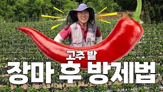 장마와 비온 직후 무조건 발생할 수 밖에 없는 고추 병해충을 막아내는 방법-!