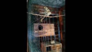 Download lagu Suara pancingan ampuh burung falk cepat kawin mp3 Download lagu Suara pancingan ampuh burung falk cepat kawin mp3
