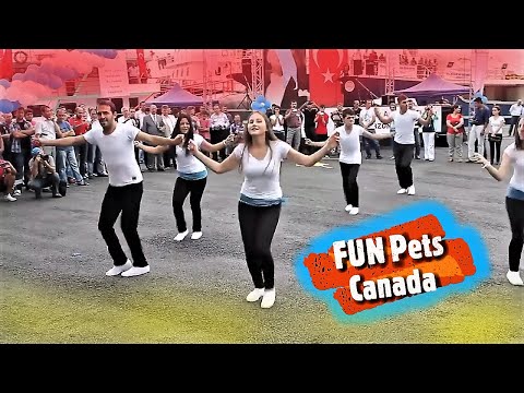 KOLBASTI????????Beautiful Turkish Boys & Girls Street Dance????????Kolbastı Dans????????Harika dans| FUN Pets Canada