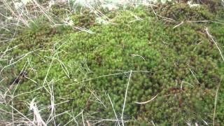 Big Joe Turner - Rebecca