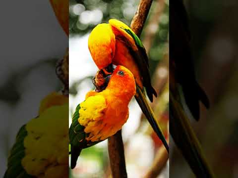 Flying Fox Two - Flames Of Mele