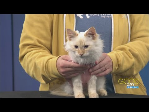 This kitten has stories to tell - and needs a good home | Good Day on WTOL 11 - YouTube