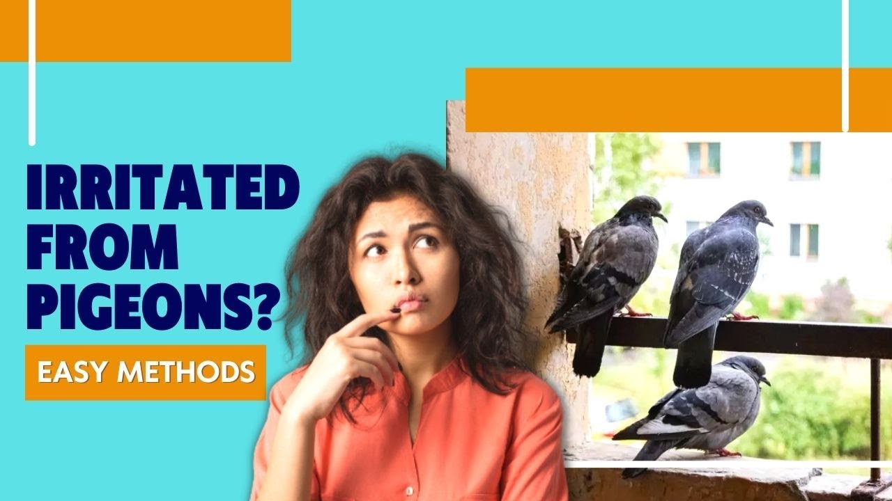 How do I get rid of birds without harming them? Any Answer