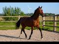Hongre - Oldenburger - 2 ans - Dressage - France