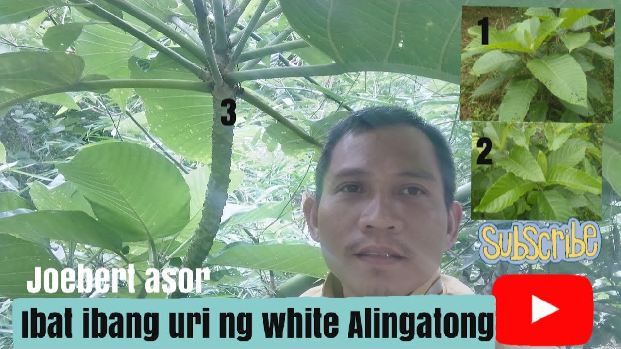 Ibat ibang uri ng white Alingatong (ibat ibang klase ng dahon ng with Alingatong)