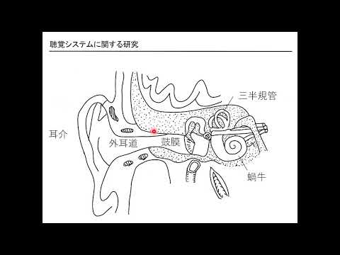 政策学科 関西大学 システム理工学部　北村敏明 教授　『研究内容の紹介（聴覚システムに関する研究）』