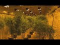 Huge marijuana grow operation discovered inside illegal chop shop by DPD