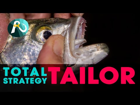 How You Catch TAILOR Off The Beach: TOTAL STRATEGY!