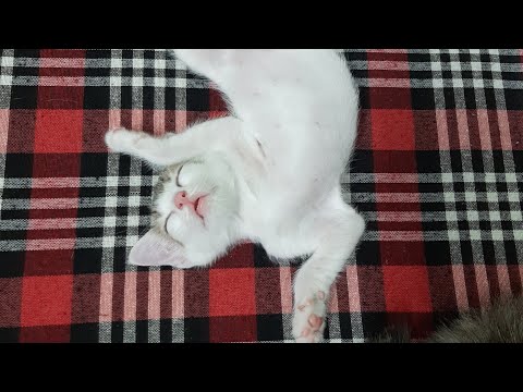 Mother Cat and Cute kittens  funny video
