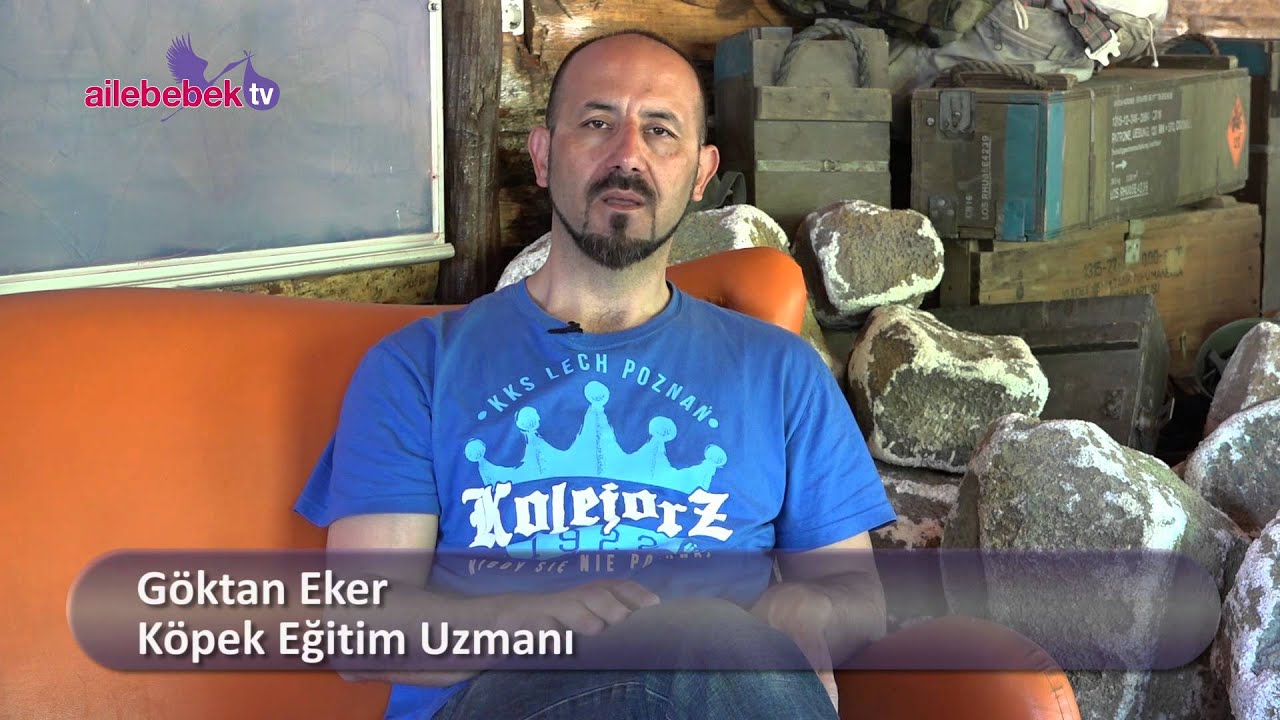 Köpek eğitimi hangi konuları kapsar?