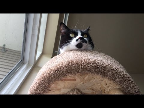Miyagi or (Another Cat Video)