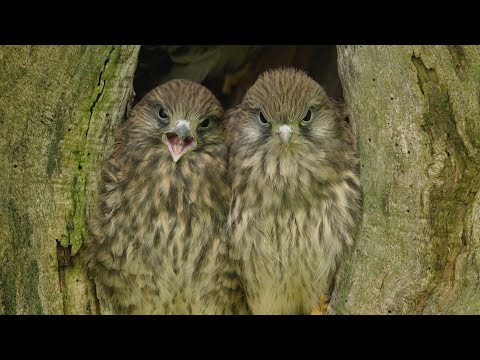 Kestrel Chicks Fly Free After Tough Start | Part 7 of Mr Kes' Story | Mr & Mrs Kes | Robert E Fuller