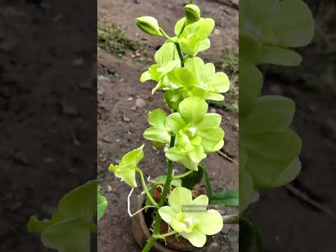 Orchid Flower types 🌸 beautiful Orchid 😍 #shorts #flowers