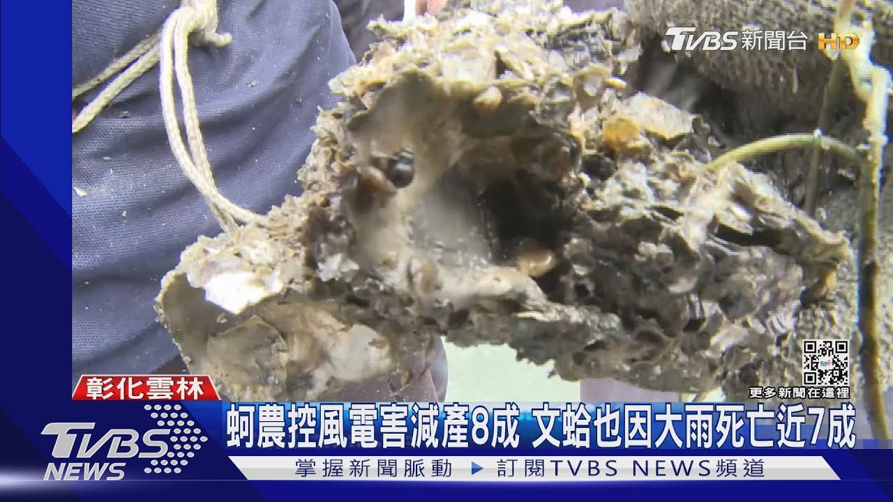 蚵農控風電害減產8成 文蛤也因大雨死亡近7成