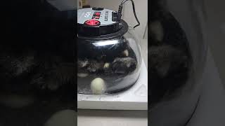Hatch Day! 7 Eggs 7 Baby Chicks! #chicken #fun #peaceful #hatchday21 #babyanimals #home #lovestory 