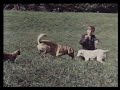 THE INCREDIBLE JOURNEY WALT DISNEY S 1963 THEATRICAL TRAILER