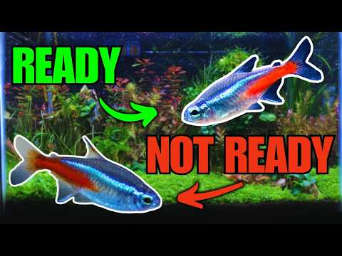 How to Breed Neon Tetras: Complete Detailed Process