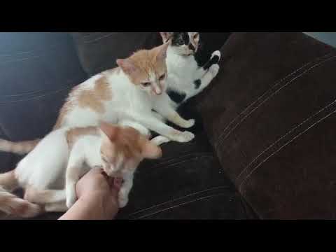 Vídeo de Gatinhas pra adoção 