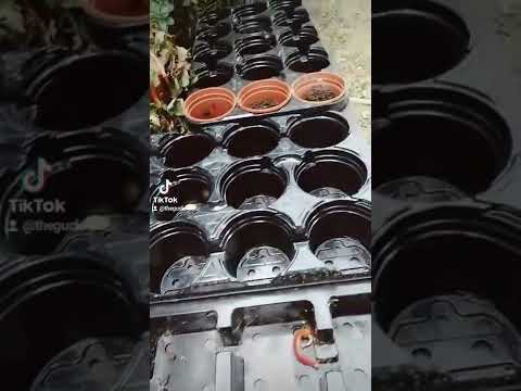 GUCK THE GROWER #urbanfarming PT1 CLAPHAM CHILLIES!!