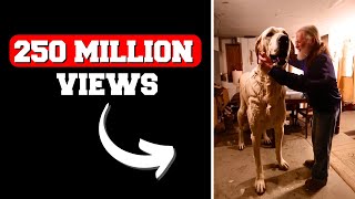 Can I Recreate an AI Video With 250+ Million Views in 20 Minutes?