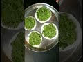 Hari Matar Ki Gujiya Recipe Kitchen Khazana