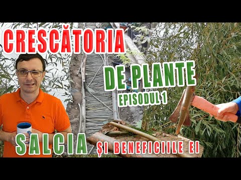 Cum sa folosesti SALCIA? si BENEFICIILE SALCIEI, CRESCATORIA DE PLANTE