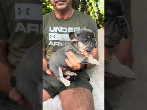 Video 1