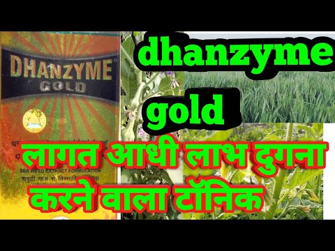 Dhanzyme gold