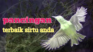 Download lagu Sirtu Anda Akan Ikutan Gacor fighter Dalam sekejap Pasti‼️ Mendengar Pancingan ini mp3 Download lagu Sirtu Anda Akan Ikutan Gacor fighter Dalam sekejap Pasti‼️ Mendengar Pancingan ini mp3