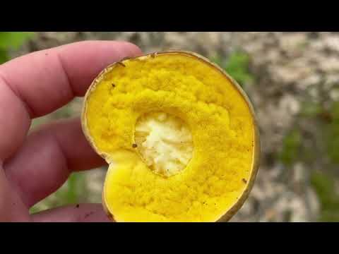 @gombavideo OKKERSZÍNŰ tinóru - Hemileccinum impolitum - Iodine bolete - Fahler Röhrling