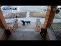 Teen With Broom Saves Children From Dog Attack In Englewood