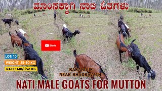 Download lagu Male NATI GOATS for Sale Near Bhadravathi Contact 9739299143 #Shorts mp3